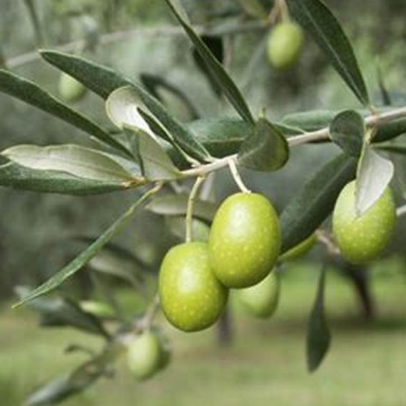 Production et conditionnement mondiaux d'huile d'olive